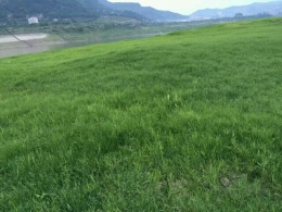 青青河边草