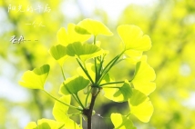 美之美，在于眼。