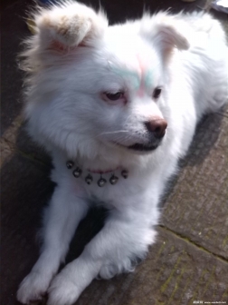 狗狗好乖。。。