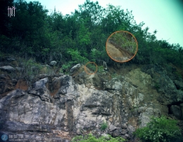 龙缸看到一只鼠鼬类动物（黄鼠狼？）