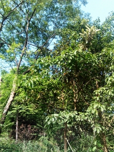 龙脊岭的枇杷多，也快熟了