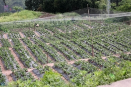 盘龙采草莓（仅路过公交未下车）