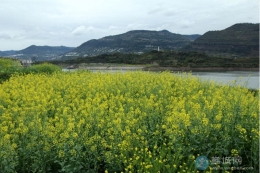 细雨中的油菜花
