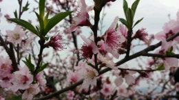赏桃花
