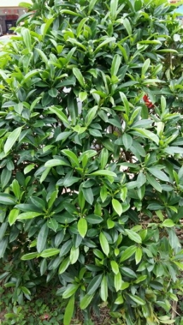 呢些叫么子！你哓得买？