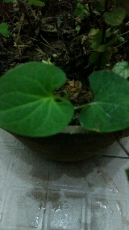 云阳农村娃儿！你认识这几种菜不？