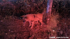 散步时拍的狗狗