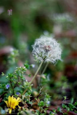 蒲公英