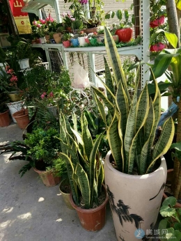 我本身女娇娘！奈何。。。