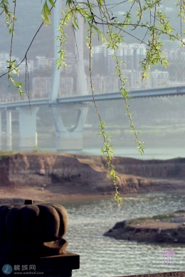 江边的柳