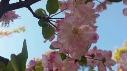 据说这个叫垂丝海棠。。。