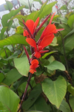 这是美人蕉吗？？