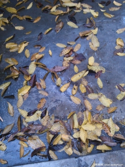 龙脊岭公园春去叶落