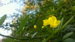 小黄花。。。