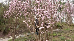 到处都有花。。。