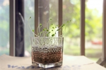 我养的小植物。