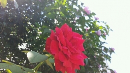 玫瑰还是月季呢？