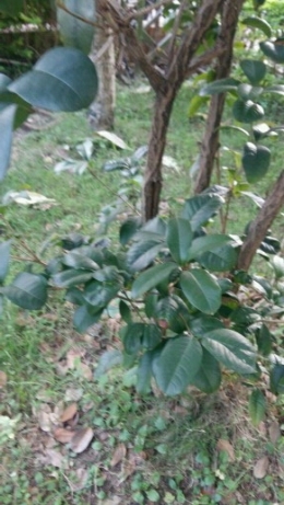 美自然！自然美！