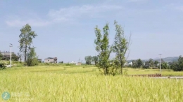 金秋时节！黄色烂漫！