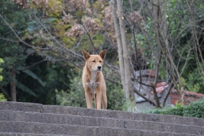 万步梯上凝望的狗