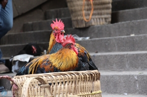 富正梯子上的那些鸡和鸭