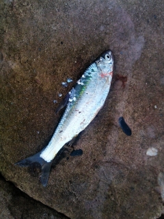 这是大鱼还是小鱼？