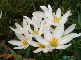 龙脊岭公园.白色葱兰！