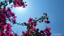 这是啼血杜鹃吗？