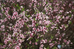 【图】桃花一苑芳，唯有惹衣香。
