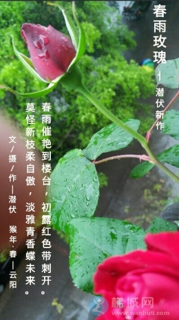 俺家玫瑰初放时、浪蝶未来遭雨袭！