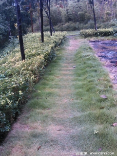 雨后的独步（续）