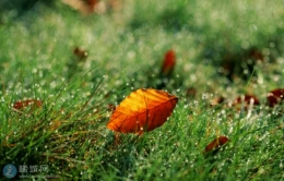 秋雨，秋叶