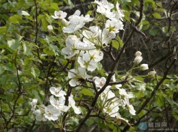 【云安】忽如一夜春风来 千树万树梨花开