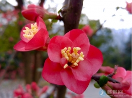 LG G4 手机的微距PP