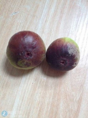 这东西是神马？