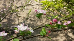 春意盎然。。。